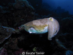 Cuttlefish on the Hausereef of Wakatobi , taken with 
Ca... by Beate Seiler 